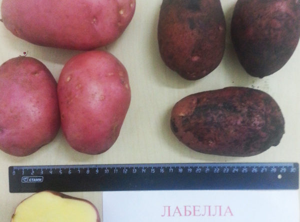 О преимуществах картофеля для здоровья перед другими продуктами