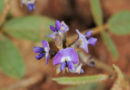 Виноград Glycine tomentella может повысить урожайность сои Виноград Glycine tomentella может повысить урожайность сои