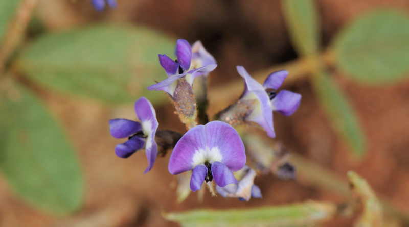 Виноград Glycine tomentella может повысить урожайность сои